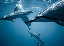 揭秘明星八卦背后的吃瓜群众心理与现象