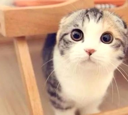 明星八卦聚焦:娱乐圈风云与爆料揭秘