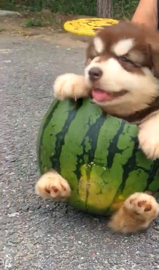 揭秘娱乐圈吃瓜爆料与直播骗局内幕